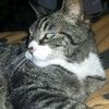 purttycat
